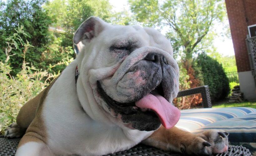 Can English Bulldogs Breed Naturally