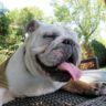 Can English Bulldogs Breed Naturally