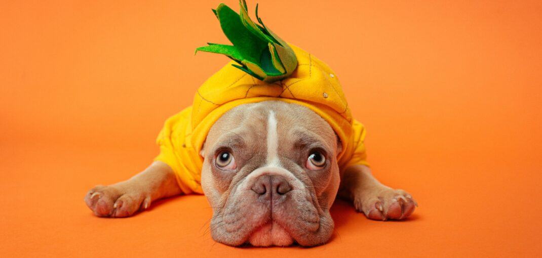 Can French Bulldogs Eat Pineapple