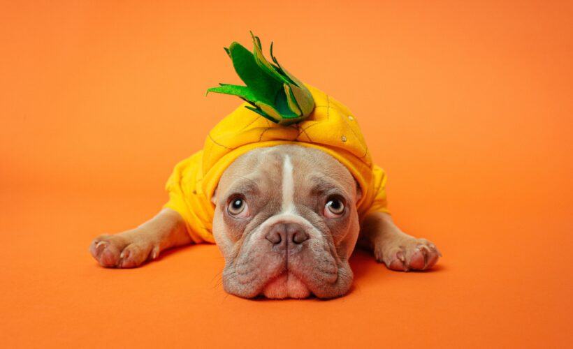 Can French Bulldogs Eat Pineapple