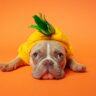 Can French Bulldogs Eat Pineapple