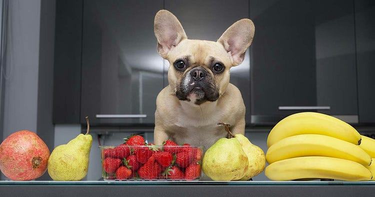 Can French Bulldogs Eat Pineapple