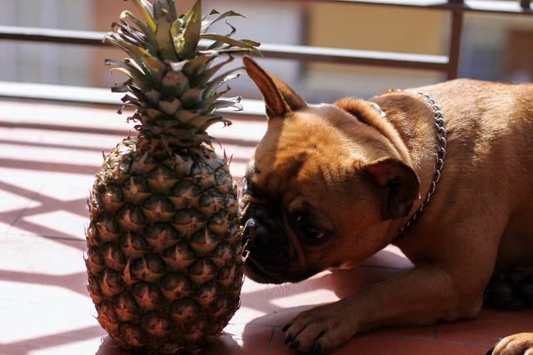 Can French Bulldogs Eat Pineapple