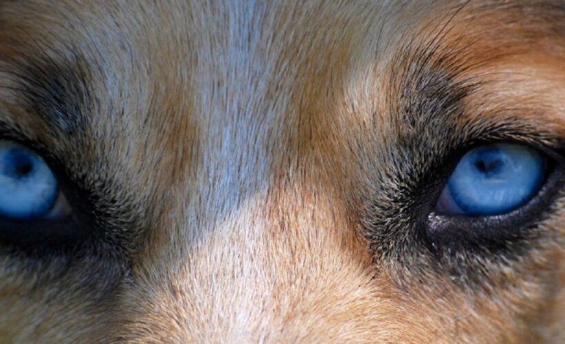 Can German Shepherds Have Blue Eyes thêm