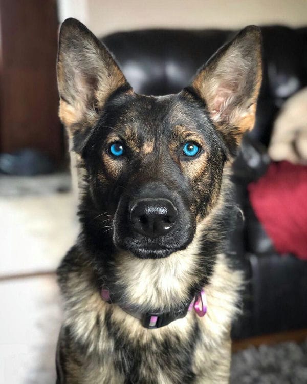 Can German Shepherds Have Blue Eyes