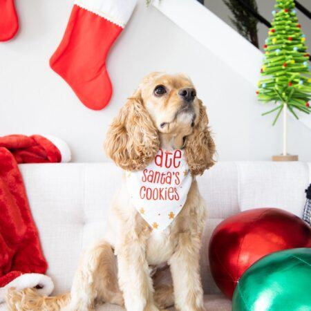 "Ate Santa's Cookie" Christmas Dog Bandana