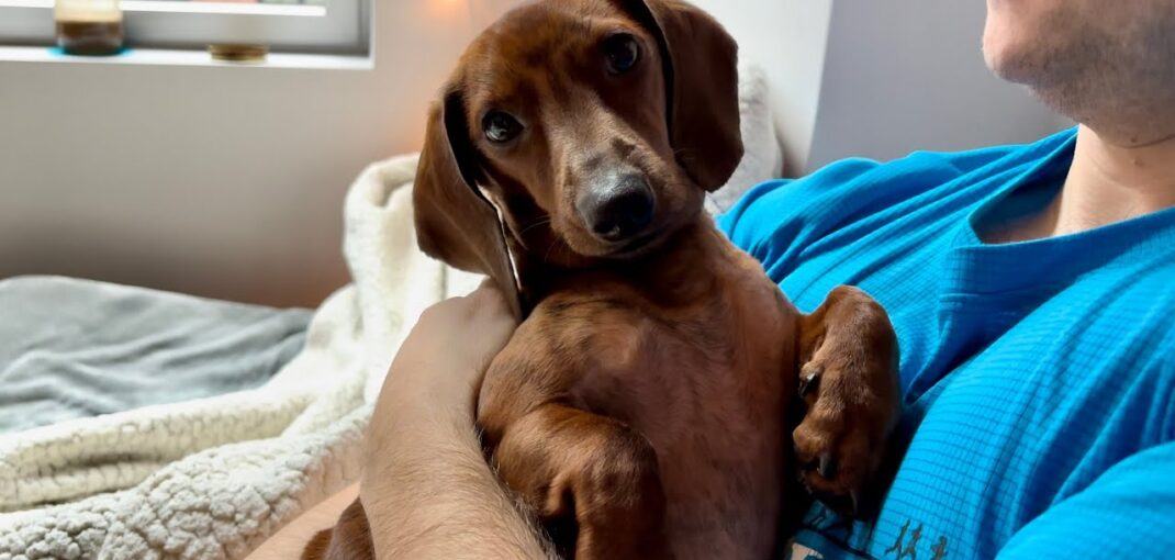 Do Dachshunds Like to Cuddle