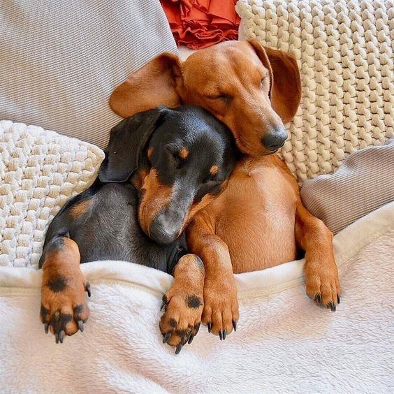 Do Dachshunds Like to Cuddle 45