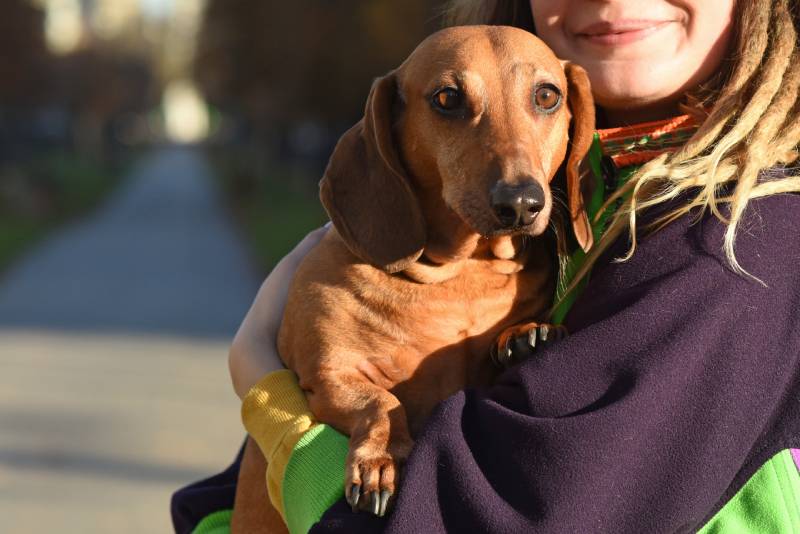 Do Dachshunds Like to Cuddle 45