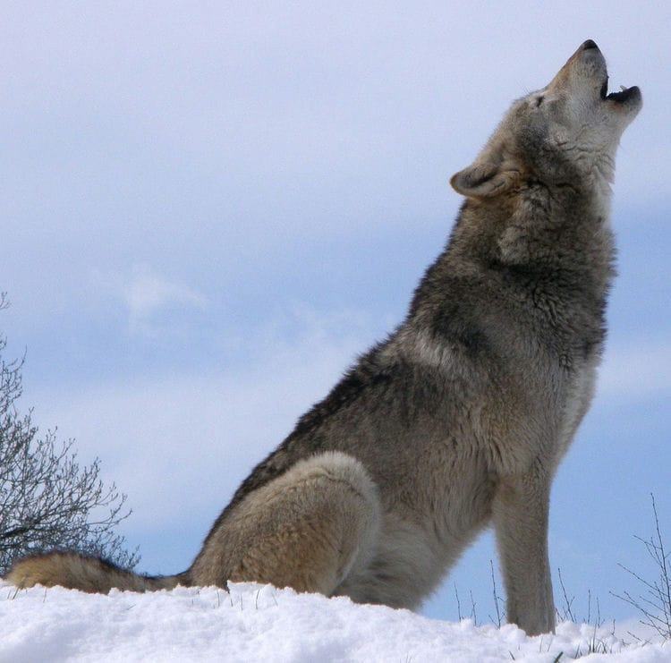 Do German Shepherds Howl