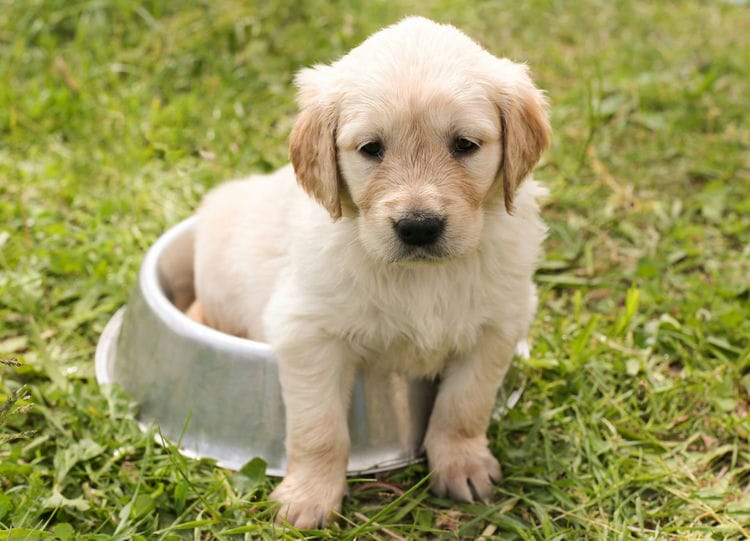 Do Golden Retrievers Have a Double Coat