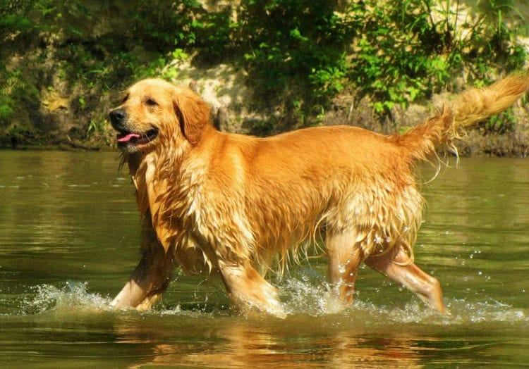 Do Golden Retrievers Have a Double Coat 