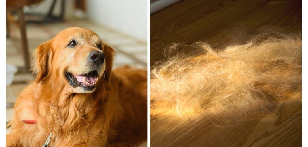 Do Golden Retrievers Have a Double Coat