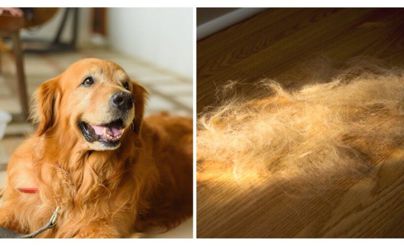 Do Golden Retrievers Have a Double Coat