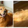 Do Golden Retrievers Have a Double Coat