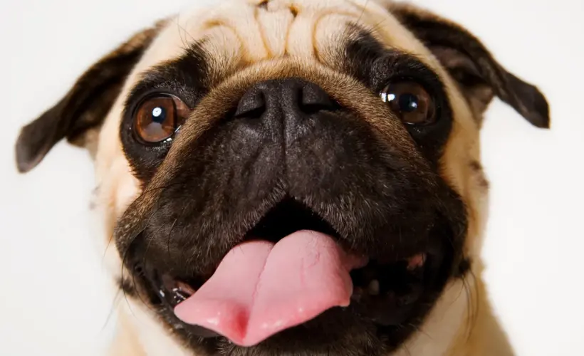 Do Pugs Have Down Syndrome