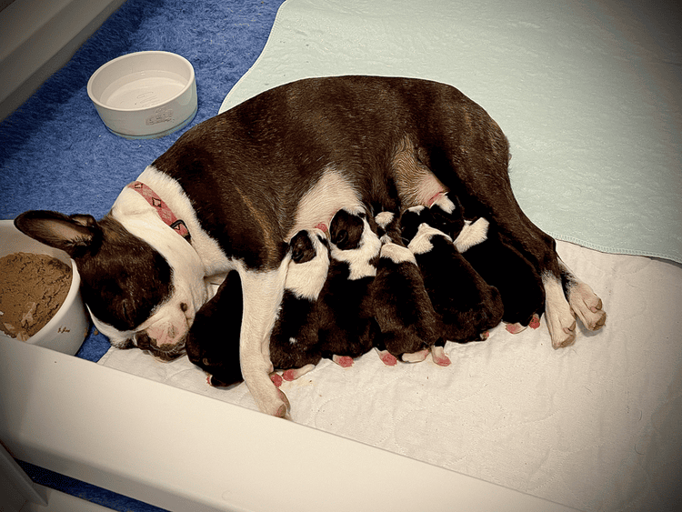 How Many Puppies Do Boston Terriers Have