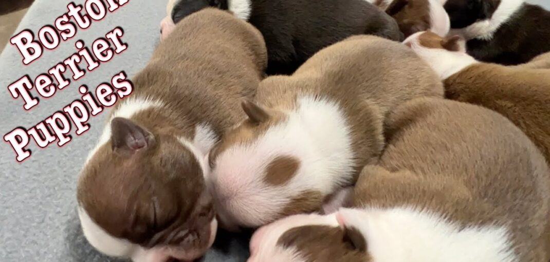 How Many Puppies Do Boston Terriers Have