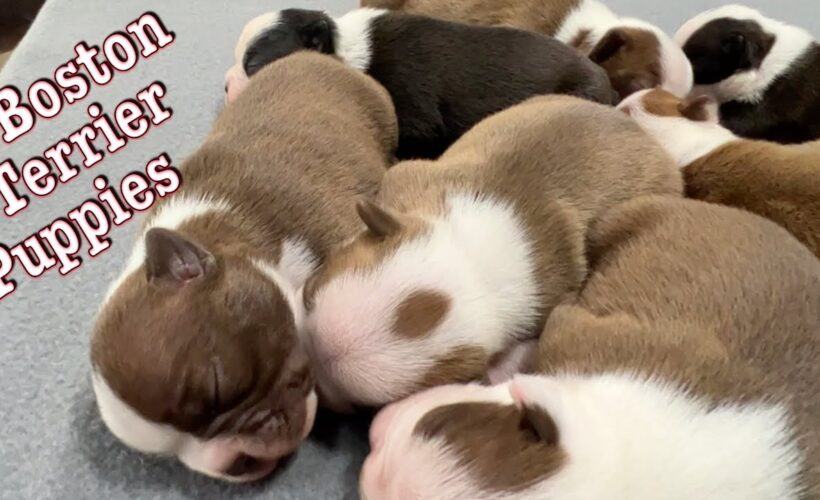 How Many Puppies Do Boston Terriers Have