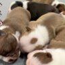 How Many Puppies Do Boston Terriers Have