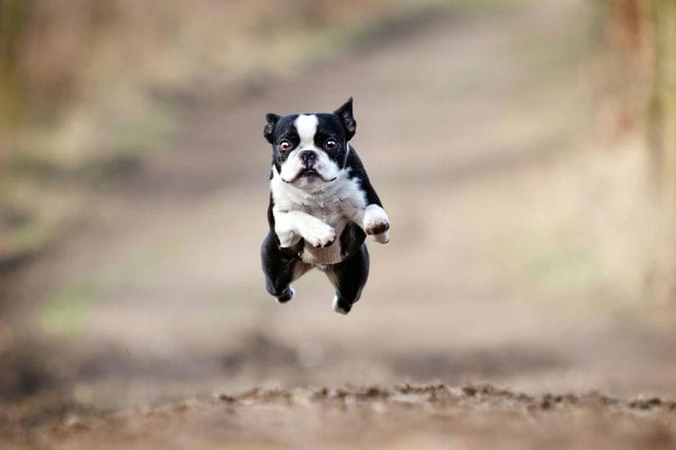 How Many Puppies Do Boston Terriers Have