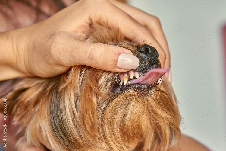 How Many Teeth Does a Yorkshire Terrier Have