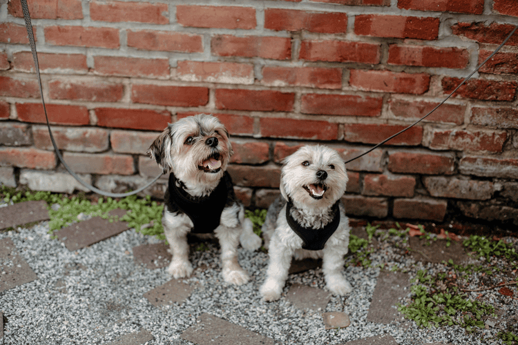 How Many Teeth Does a Yorkshire Terrier Have