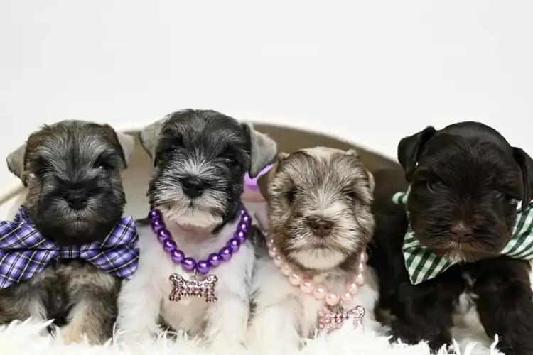 How Much Are Schnauzer Puppies