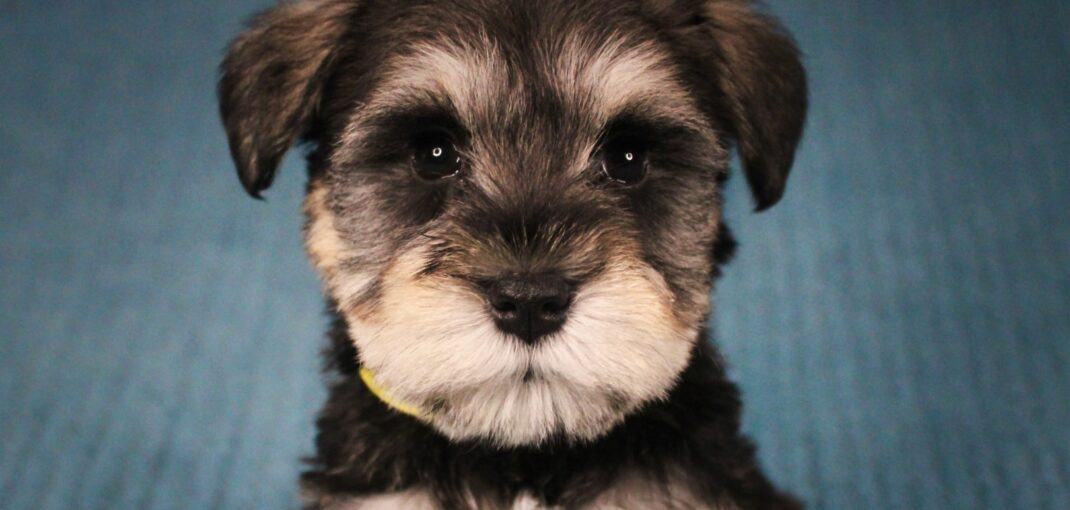 How Much Are Schnauzer Puppies