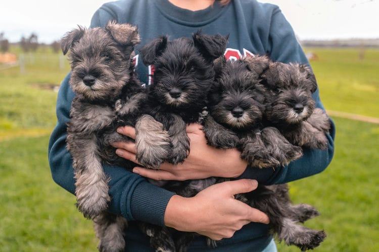 How Much Are Schnauzer Puppies