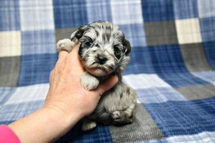 How Much Are Schnauzer Puppies