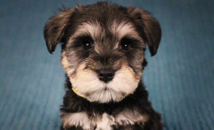 How Much Are Schnauzer Puppies