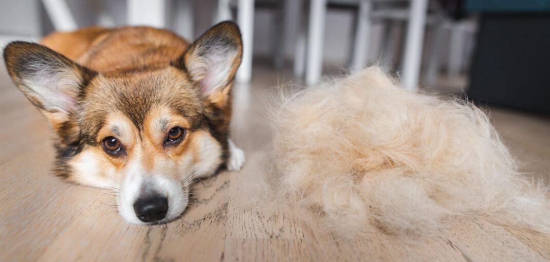 How Much Do Corgis Shed