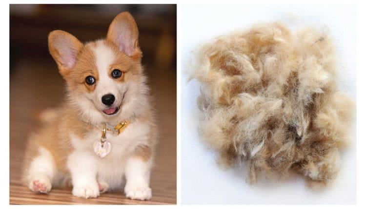 How Much Do Corgis Shed