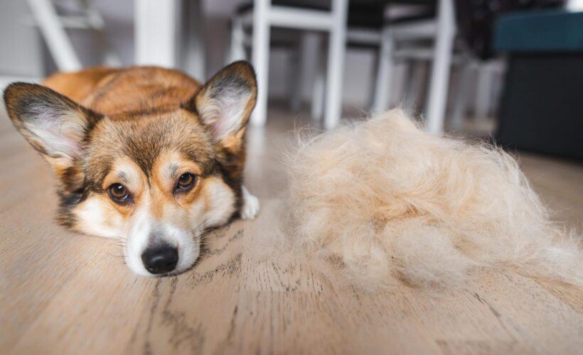 How Much Do Corgis Shed