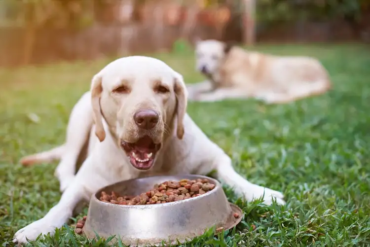 How Much Should I Feed My Labrador Retriever