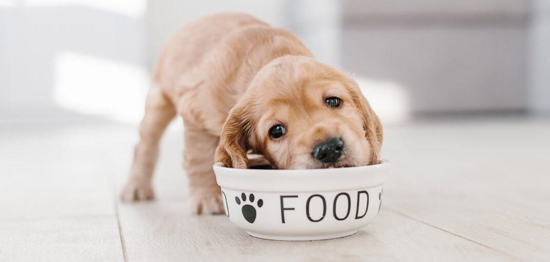 How Much Should I Feed My Labrador Retriever