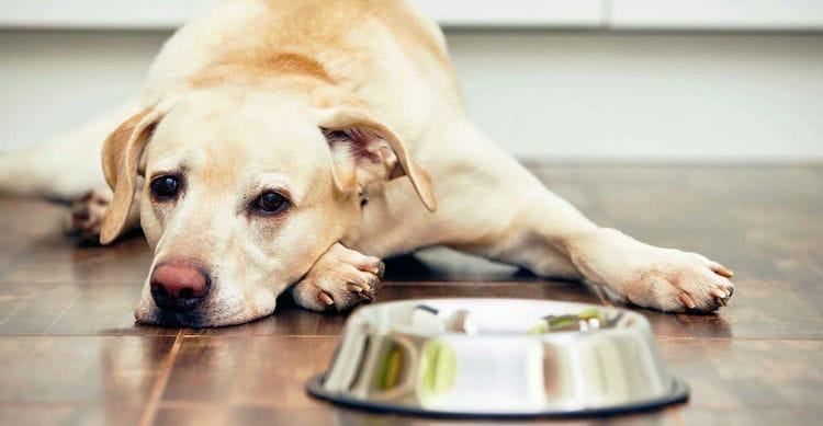 How Much Should I Feed My Labrador Retriever