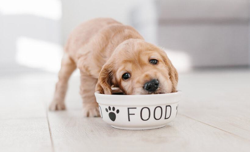 How Much Should I Feed My Labrador Retriever