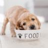 How Much Should I Feed My Labrador Retriever