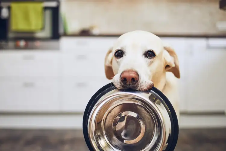 How Much Should I Feed My Labrador Retriever