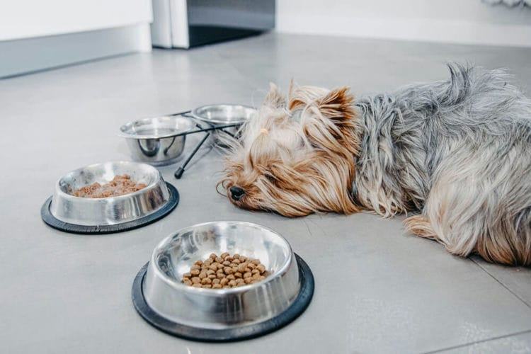 How Much Should a Yorkshire Terrier Eat