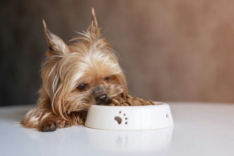 How Much Should a Yorkshire Terrier Eat