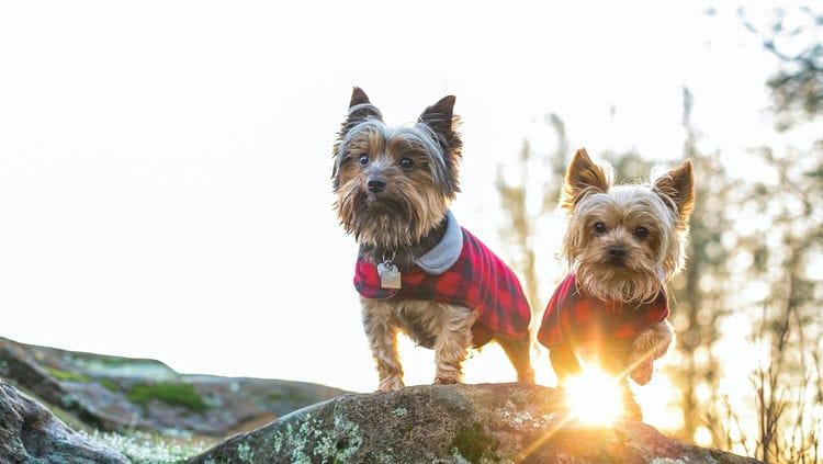 How Much Should a Yorkshire Terrier Eat