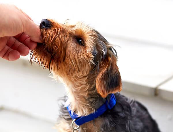 How Much Should a Yorkshire Terrier Eat