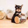 How Much Should a Yorkshire Terrier Eat