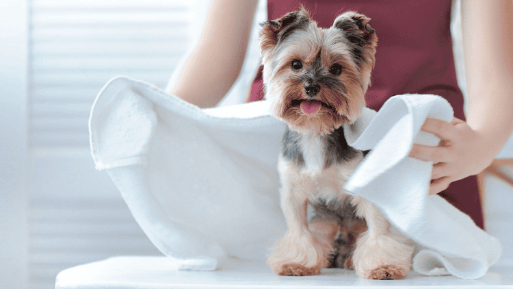 How Often Should You Bathe a Yorkshire Terrier