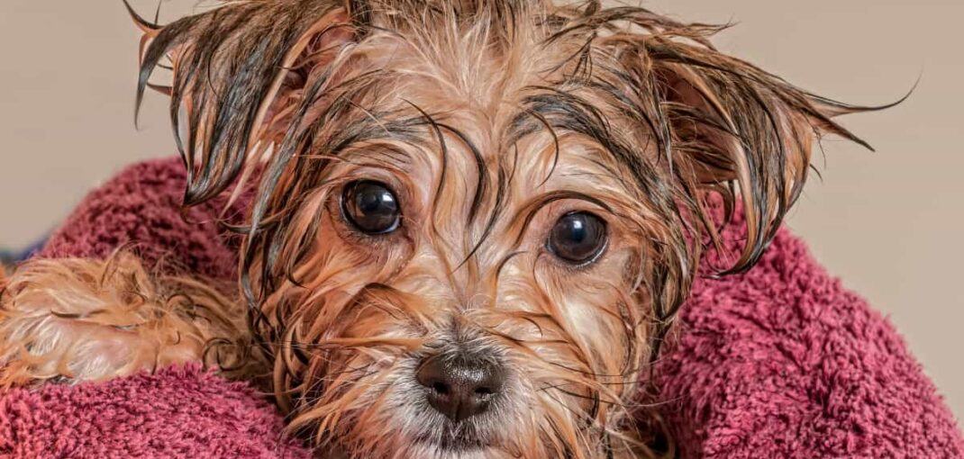 How Often Should You Bathe a Yorkshire Terrier