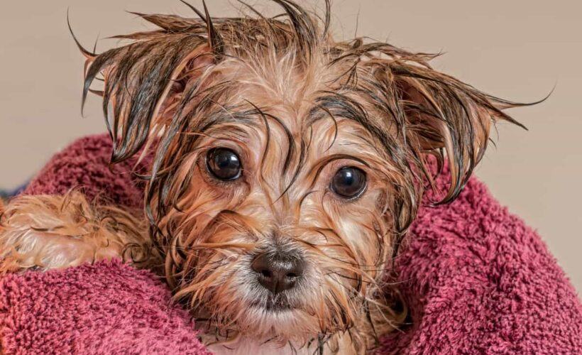 How Often Should You Bathe a Yorkshire Terrier