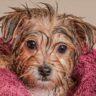 How Often Should You Bathe a Yorkshire Terrier